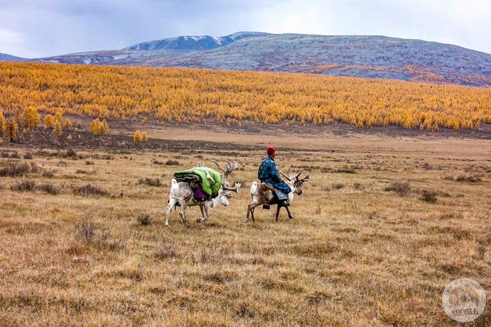Mongolia: Trekking przez tajgę do Tsaatanów
