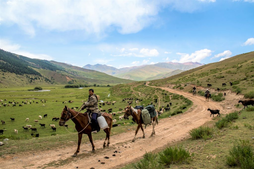 Pastwiska nad jeziorem Song Kol - Kirgistan