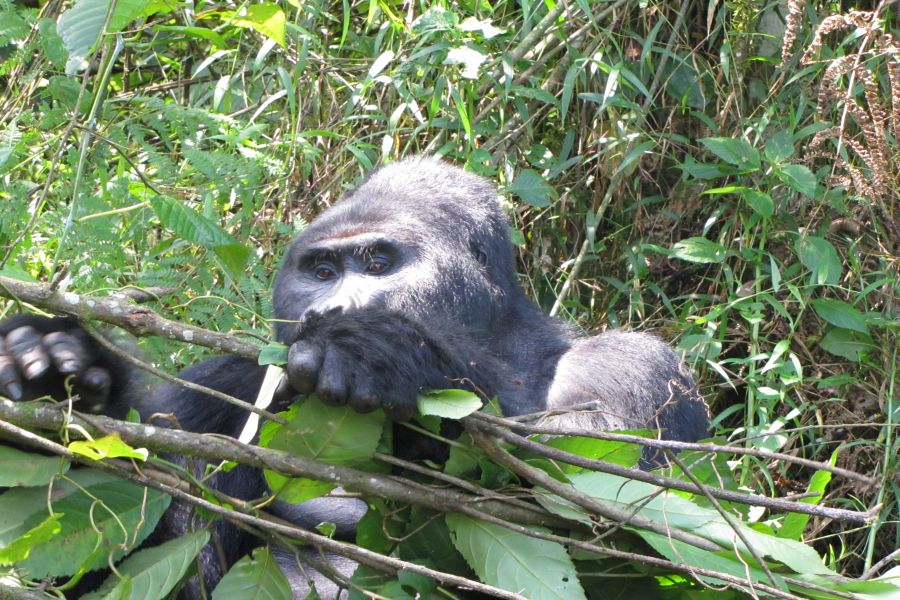 Uganda - nie tylko goryle