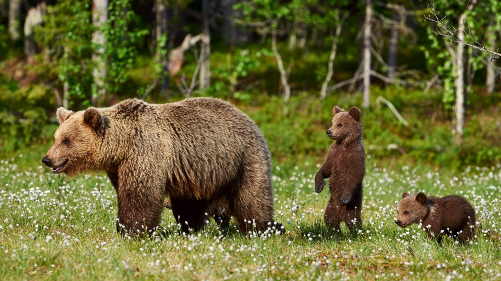 Niedźwiedzie i rosomaki w wiosennej tajdze - fotowyprawa