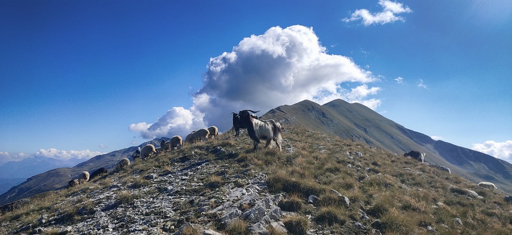 Smoki Zagorii – Trekking w Grecji i Albanii