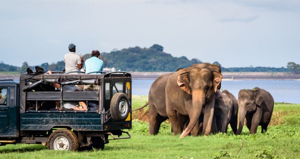 SRI LANKA: Słonie na Cejlonie