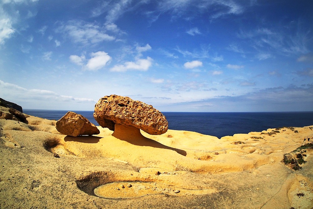 Fotoekspedycja: Malta - kwiaty na klifach