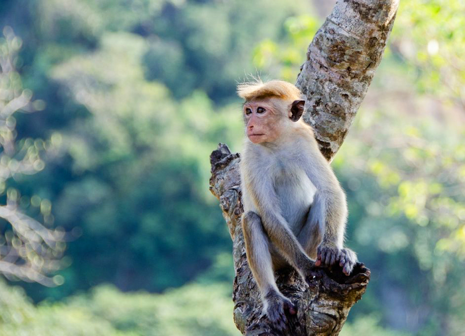 Sri Lanka – kolej, herbata i rajskie plaże -DLA SINGLI