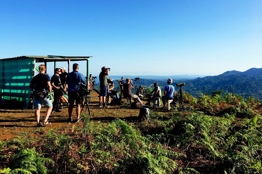 Batumi Raptor Count