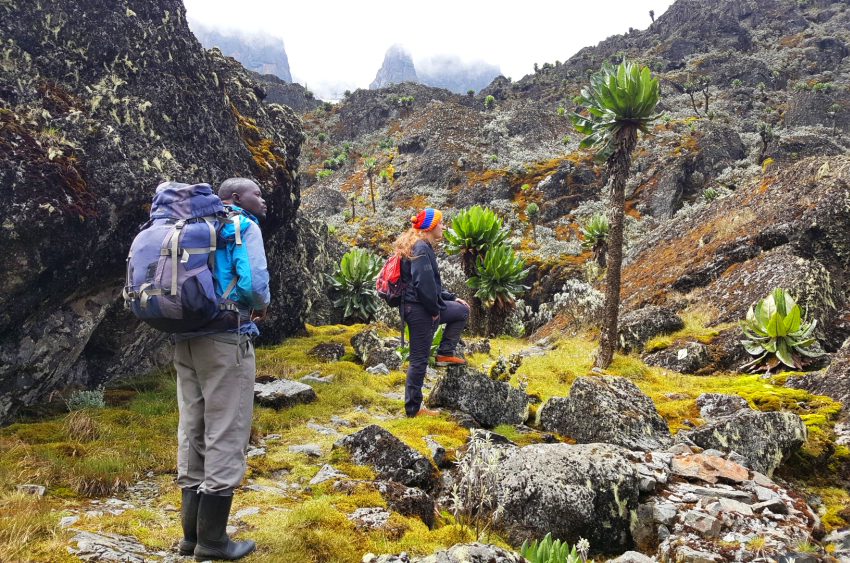 Ruwenzori – Margherita i śniegi na Równiku