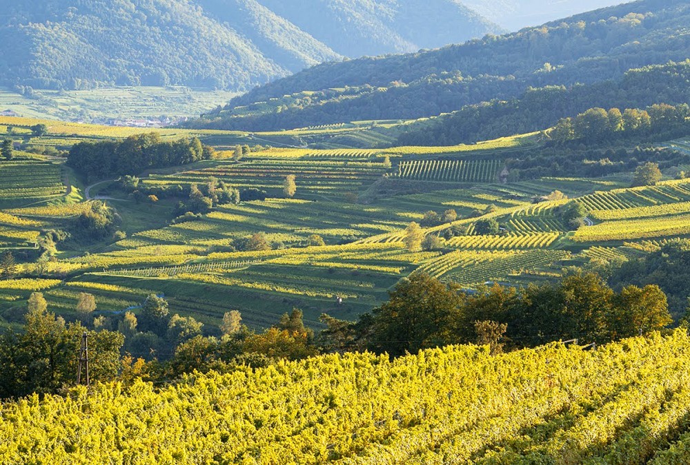 Zamki i winnice nad magicznym Dunajem – fotoweekend w Wachau