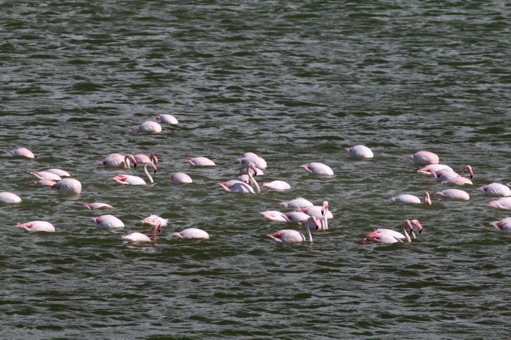 Wygasłe wulkany i różowe flamingi