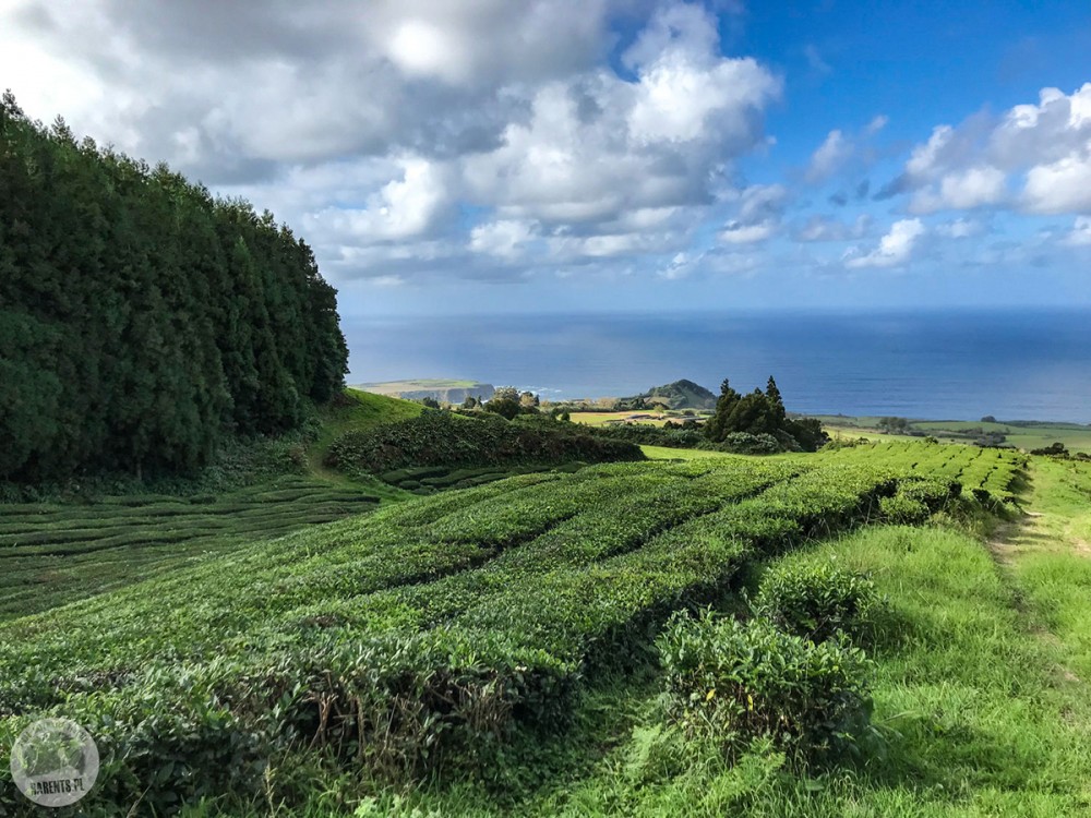 Azory: Sylwester na Sao Miguel i noworoczne trekkingi
