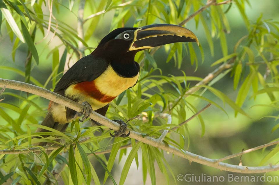 Pantanal - tropem jaguara i dzikich amazonek