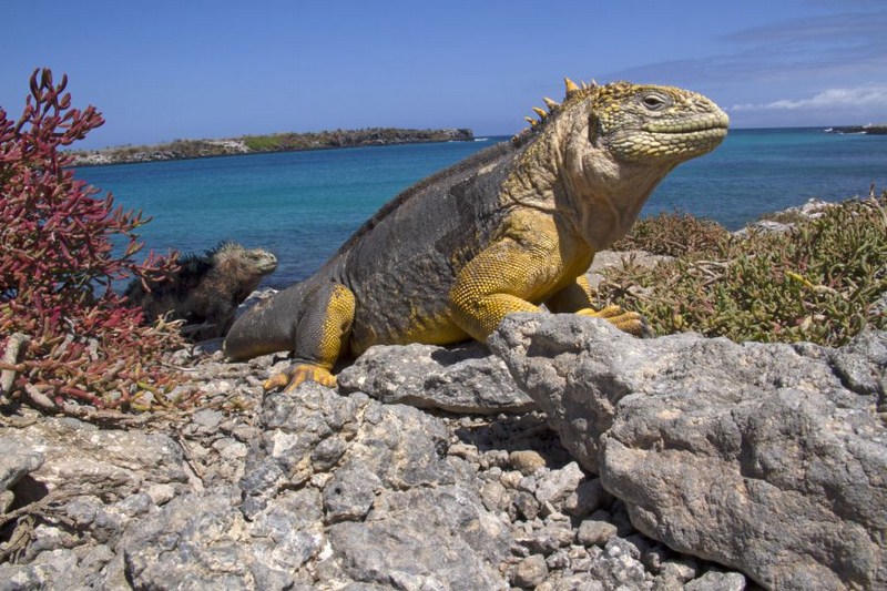 Peru i Wyspy Galapagos